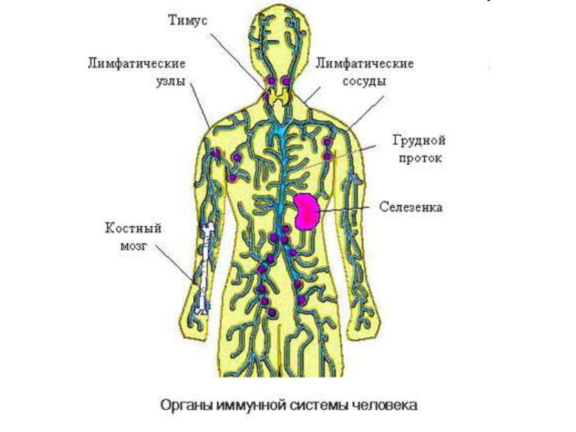 цик анализ